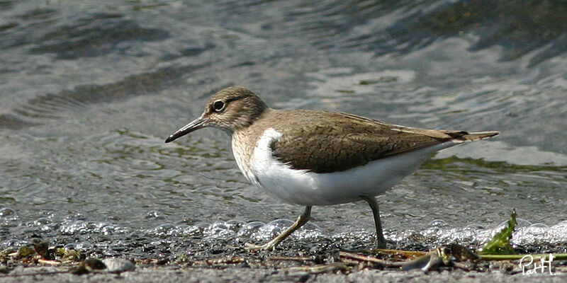 Chevalier guignette, identification