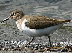 Common Sandpiper