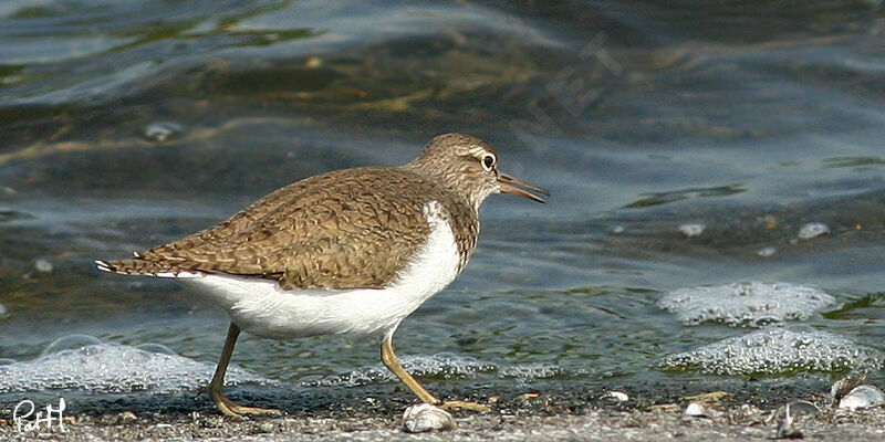 Chevalier guignette, identification