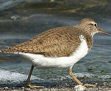 Common Sandpiper