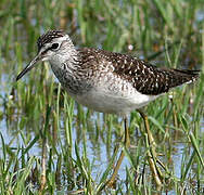 Wood Sandpiper