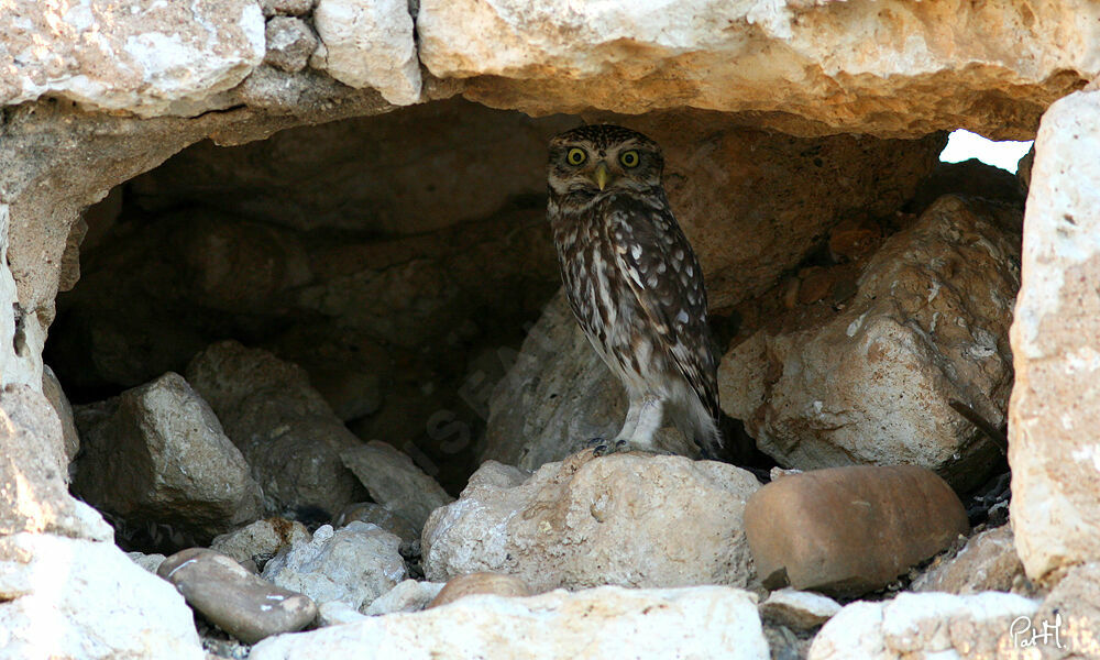 Chevêche d'Athéna