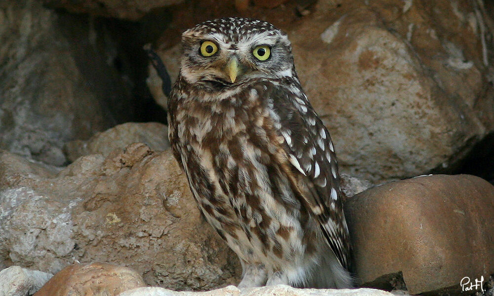 Little Owl