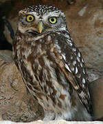 Little Owl