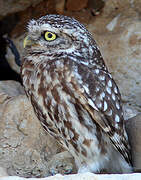 Little Owl