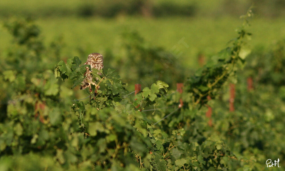 Little Owl