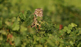 Little Owl