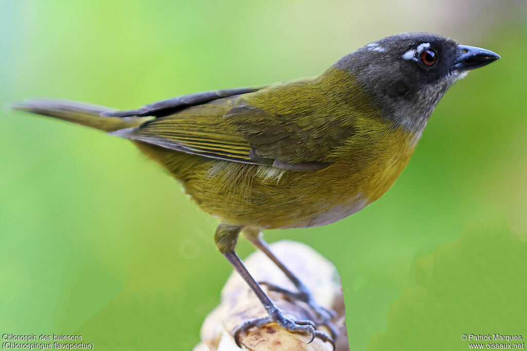 Common Chlorospingus male adult, identification