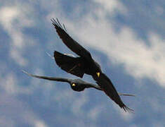 Alpine Chough