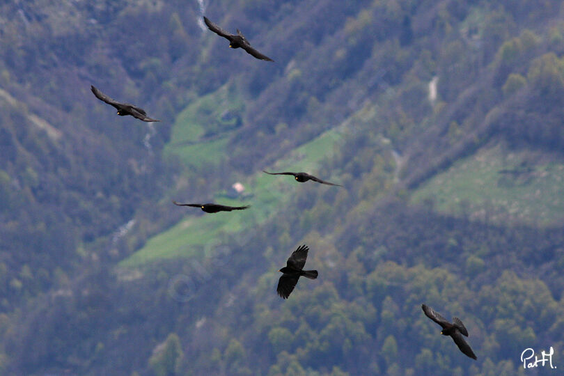 Chocard à bec jauneadulte, identification, Vol, Comportement