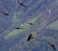 Alpine Chough