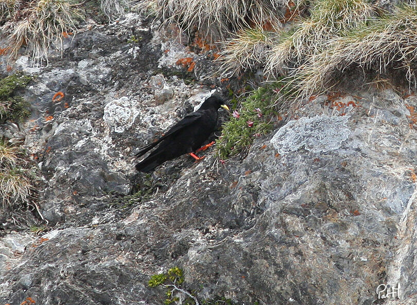 Alpine Chough, identification