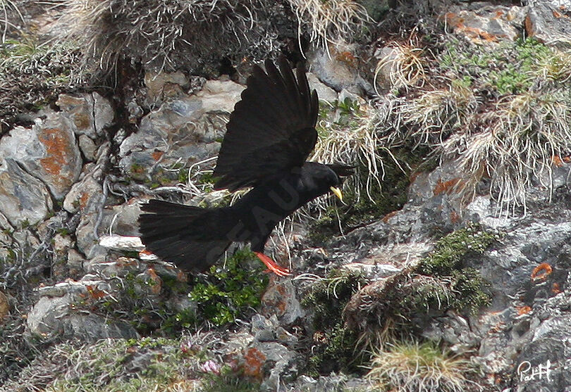 Chocard à bec jauneadulte, identification, Comportement