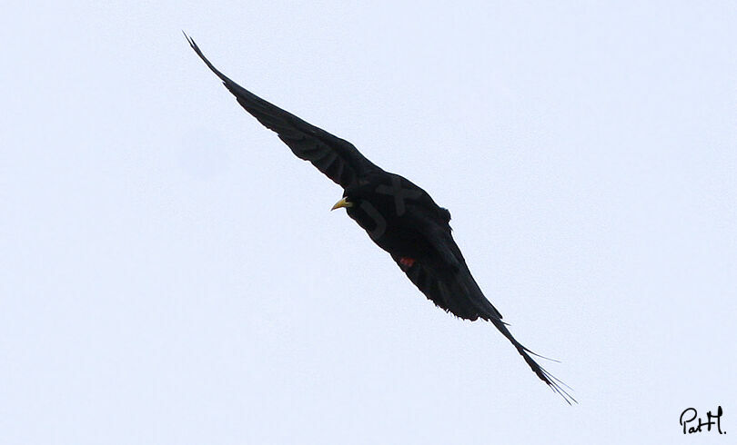 Alpine Choughadult, Flight