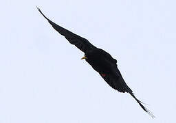 Alpine Chough