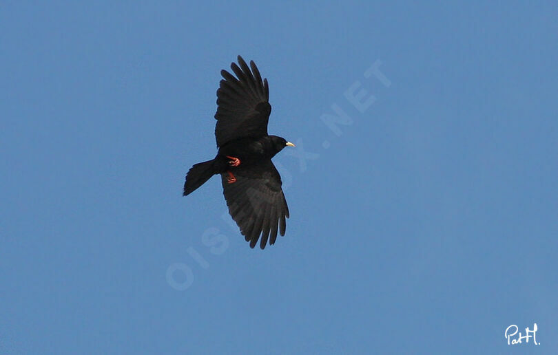 Alpine Choughadult, Flight