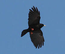 Alpine Chough