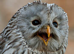 Ural Owl