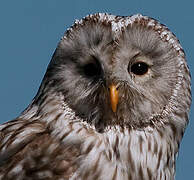 Ural Owl