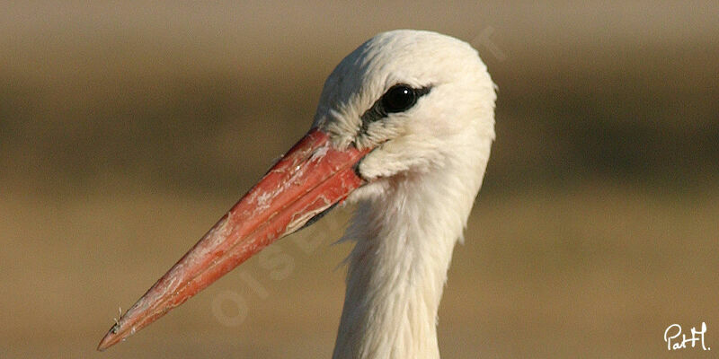 White Storkadult, identification