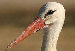 White Stork