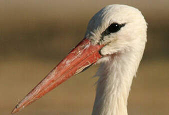 Cigogne blanche