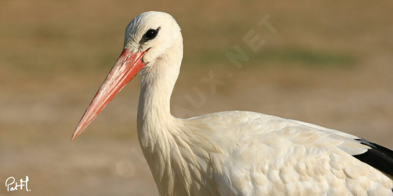 White Stork, identification