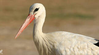 White Stork