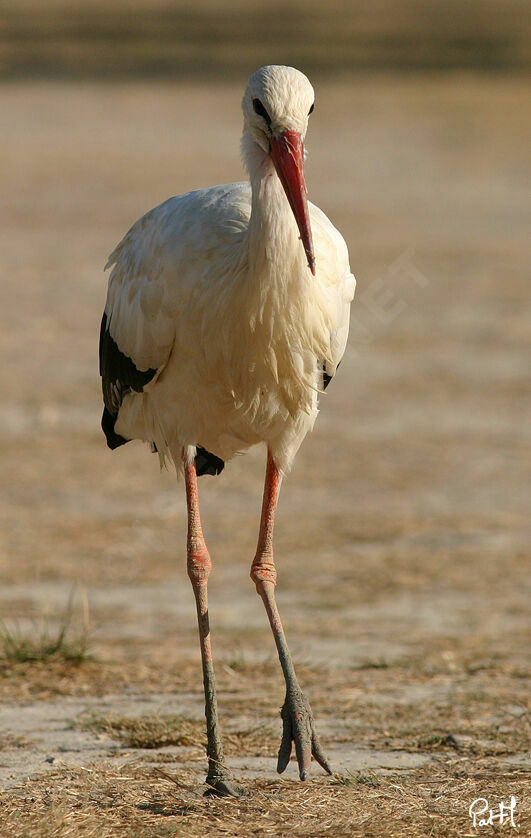 White Storkadult, identification