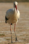 White Stork