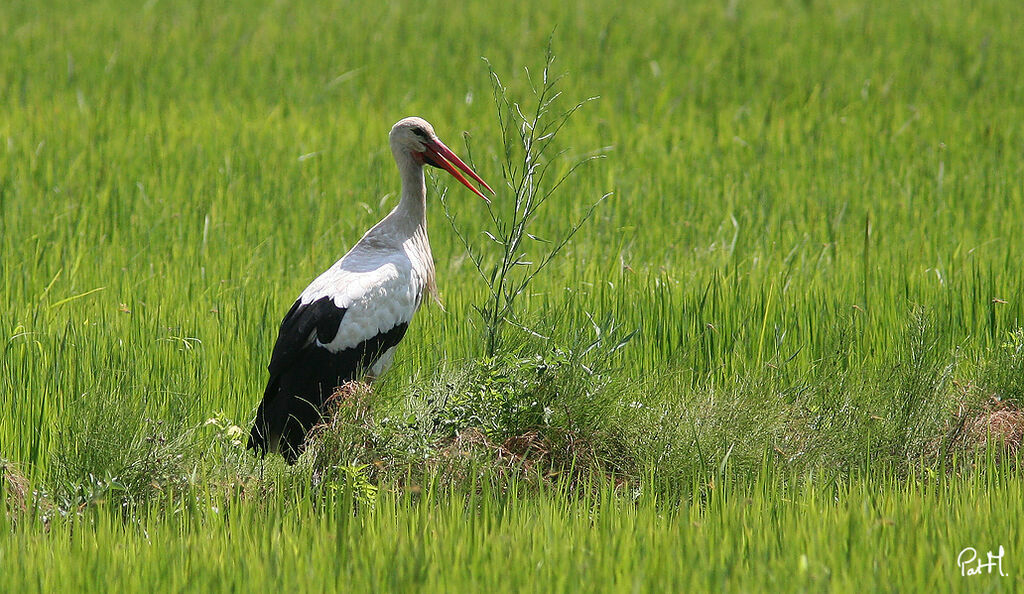 White Stork, identification