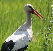 Cigogne blanche