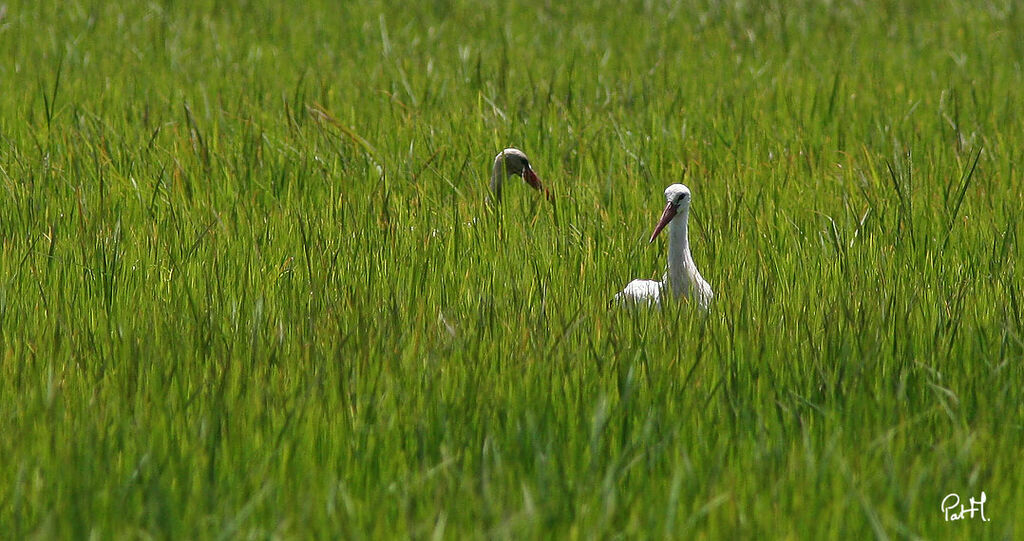 Cigogne blanche, identification, régime, Comportement