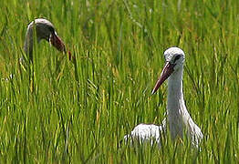 White Stork