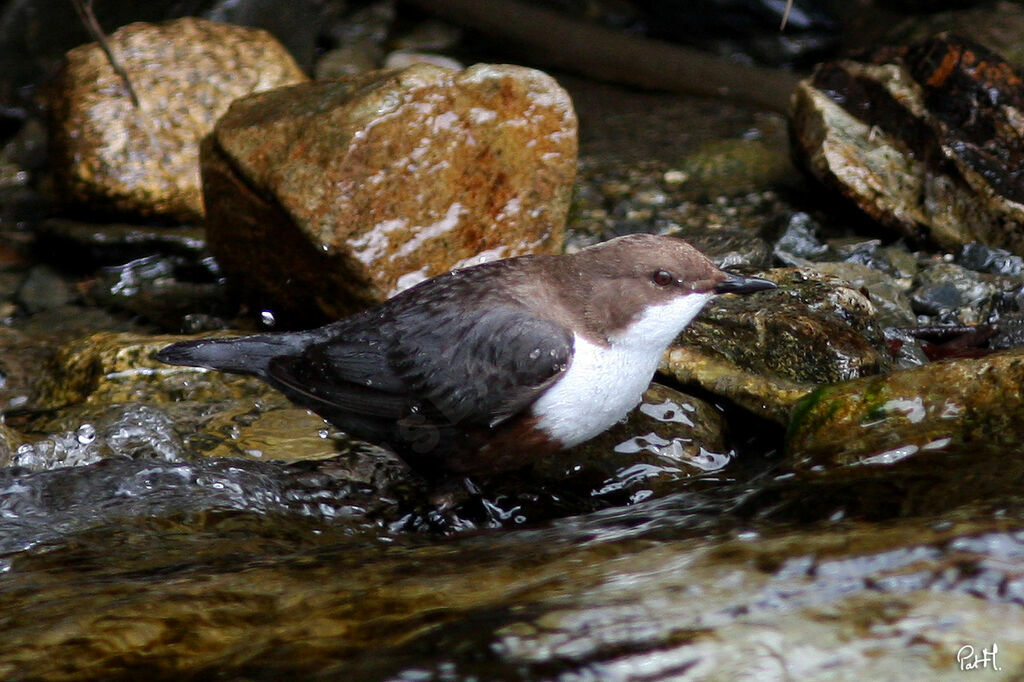 White-throated Dipper