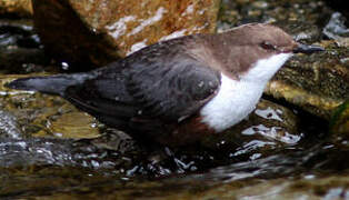 White-throated Dipper