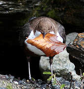 White-throated Dipper