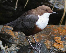 White-throated Dipper