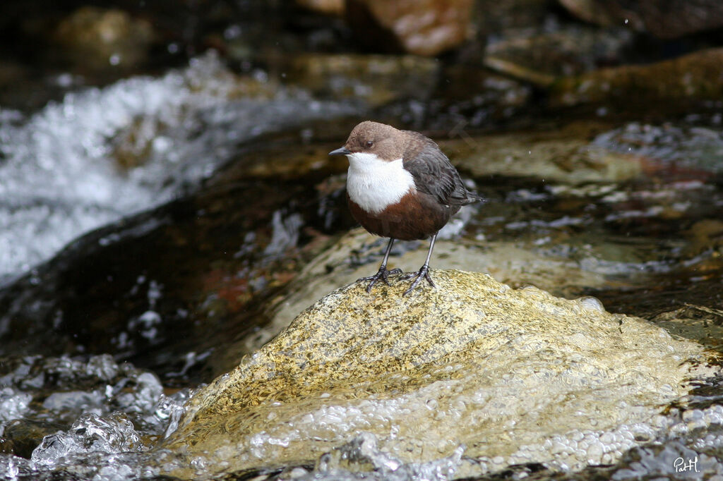 White-throated Dipper