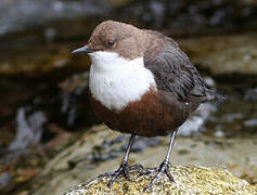 White-throated Dipper