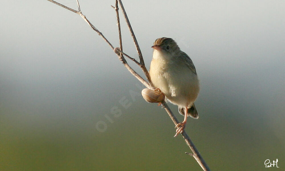 Zitting Cisticola