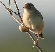 Zitting Cisticola