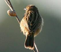 Zitting Cisticola