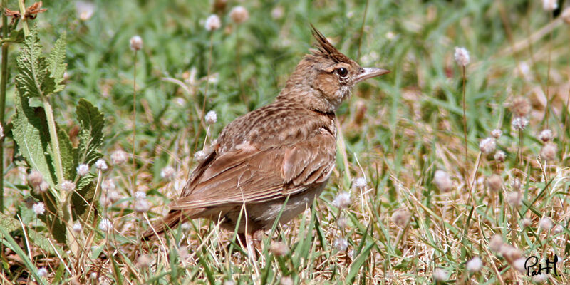 Crested Lark, identification