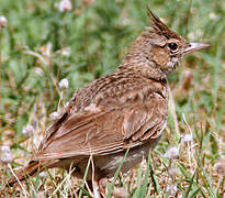 Crested Lark