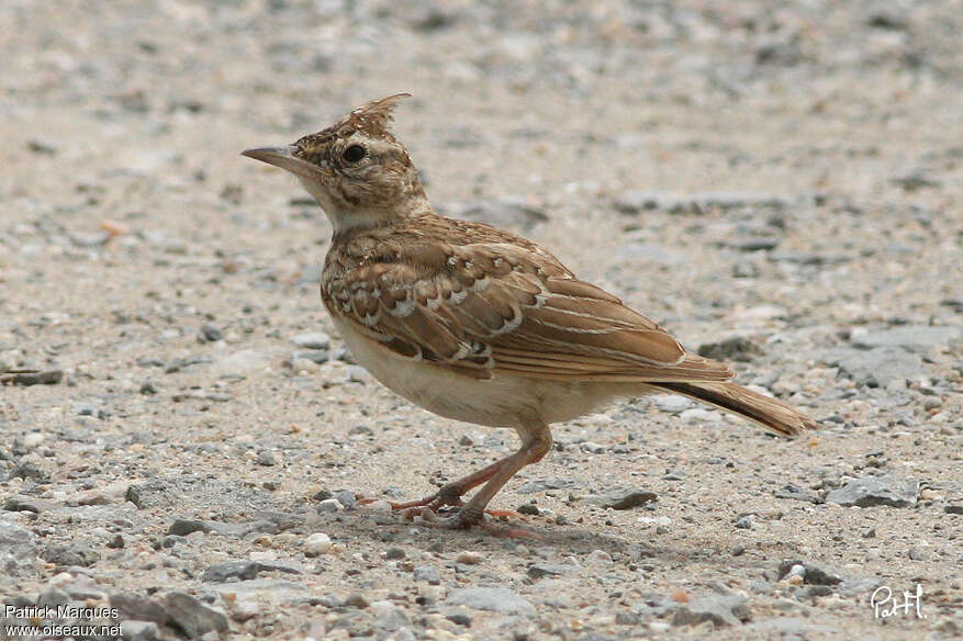 Crested Larkjuvenile, identification