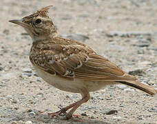 Crested Lark