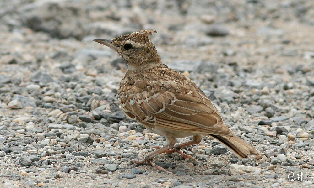 Cochevis huppé