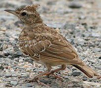 Crested Lark