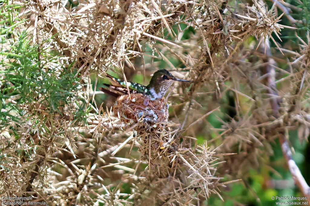 Volcano Hummingbird male adult, identification, Reproduction-nesting